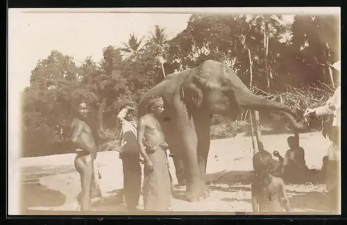 Foto-AK Elefant mit Besitzern und Tourist vor einem Waldstück mit Palmen