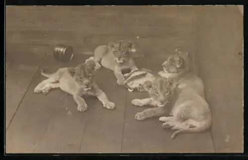 Foto-AK Löwenfamilie auf dem nackten Boden eines Raumes