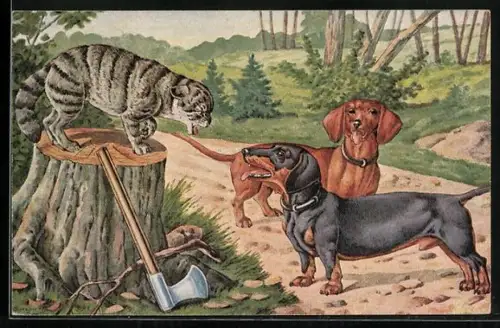 AK zwei Dackel werden von einer Katze angefaucht