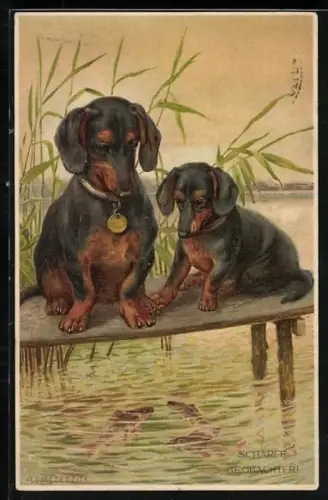 Künstler-Lithographie Meissner & Buch (M&B) Nr. 1676: Dackel beobachten Fische