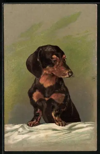 AK Dackel mit den Pfoten auf einem Bett, Portrait