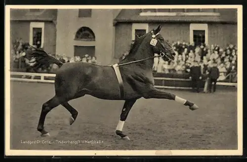 AK Celle, Traberhengst Marschall auf dem Landgestüt