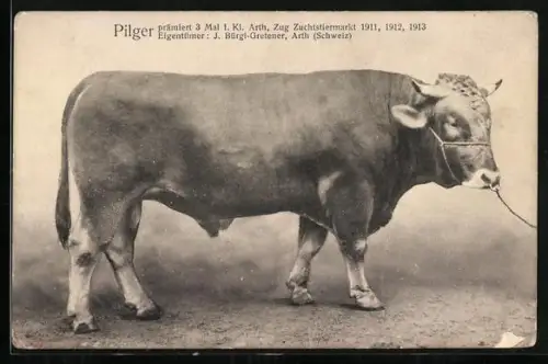 AK Zug, Zuchtstiermarkt, Prämierter Stier Pilger, prämiert 1911, 1912, 1913