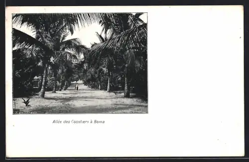 AK Boma, Allée des Cocotiers