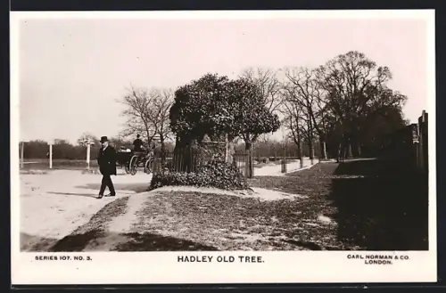 AK London, Hadley Old Tree