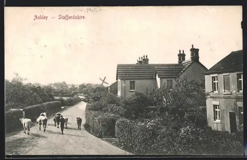 AK Ashley, Cattle on the road