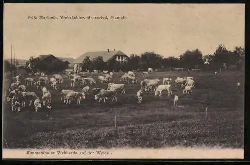 AK Flamatt, Grossried, Simmenthaler Viehherde von Fritz Marbach auf der Weide
