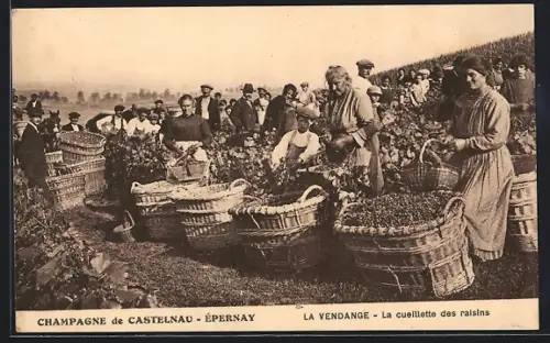 AK Castelnau /Épernay, La Vendange, La cueillette des raisins
