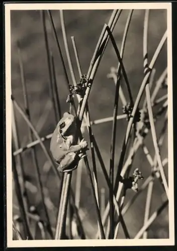 AK Ein Frosch auf der Jagd nach Beute