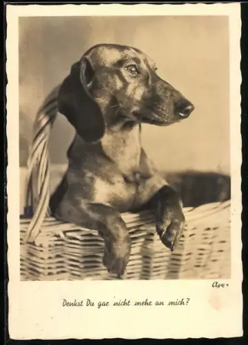 AK Denkst Du gar nicht mehr an mich?, Dackel im Korb