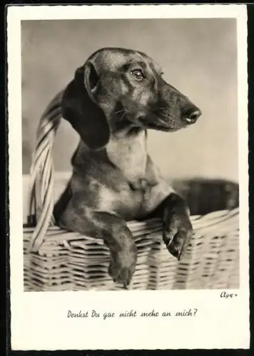 AK Denkst Du gar nicht mehr an mich?, Dackel in einem Korb