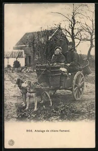 AK Attelage de chiens flamand