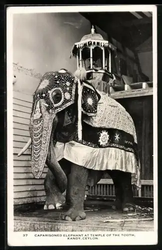 AK Kandy, Caparisoned Elephant at Temple of the Tooth, Ceylon