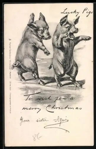 AK Schweine balancieren ausgelassen auf zwei Pfoten, vermenschlichte Tiere