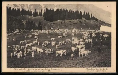 AK Simmental, Simmentaler Viehherde während des Sommers