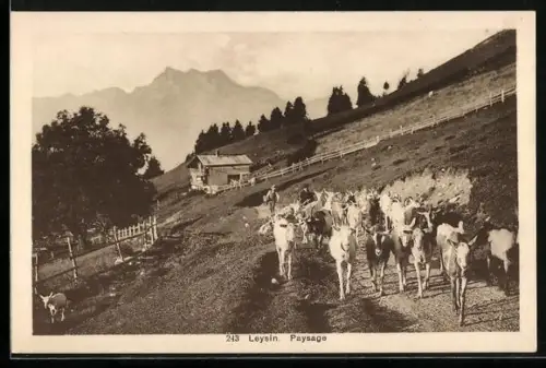 AK Leysin, Paysage