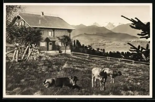 AK Egg /SZ, Körnlisegg, Ski und Ferienheim Sonnenberg, Kühe auf der Weide