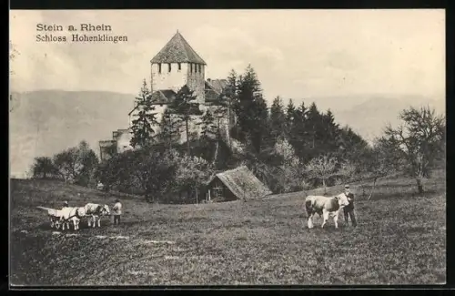 AK Stein a. Rhein, Schloss Hohenklingen, Kühe