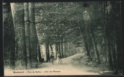 AK Montbard, Parc de Buffon, Allée des Platanes