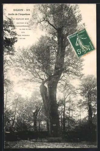 AK Dijon, Jardin de l`Arquebuse, Le Peuplier Noir majestueux de 500 ans