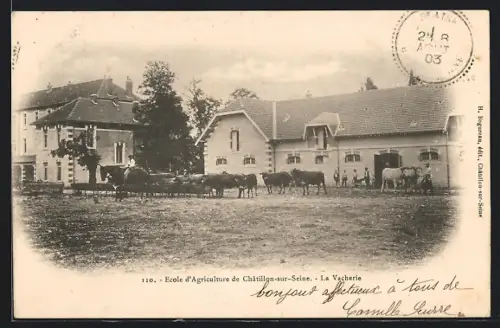 AK Châtillon-sur-Seine, École d`Agriculture, La Vacherie avec troupeau de vaches