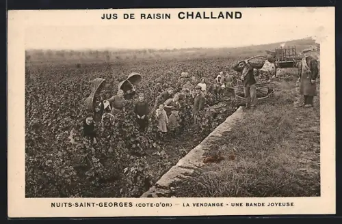 AK Nuits-Saint-Georges /Côte-d`Or, La Vendange, Une Bande Joyeuse