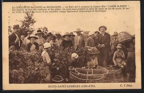 AK Nuits-Saint-Georges, La Cueillette des Cassis en Bourgogne, Weinlese