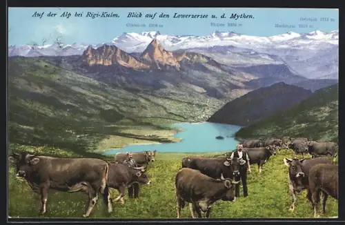 AK Rigi-Kulm, Kühe auf der Alp mit Lowerzersee und den Mythen, Glärnisch, Faulen und Ortstock