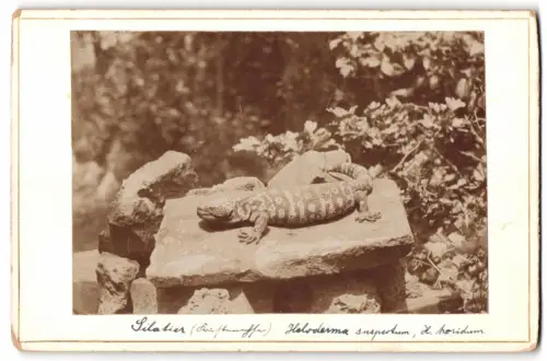 Fotografie Gila Krustenechse sonnt sich auf einem Stein, Heloderma suspecturm