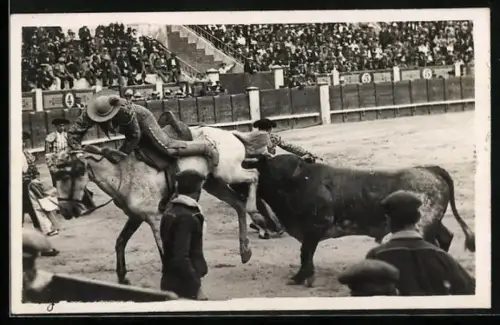 Foto-AK Stier greift das Pferd von hinten an