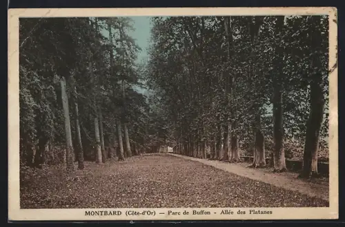 AK Montbard /Côte-d`Or, Parc de Buffon, Allée des Platanes