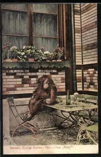 AK Basel, Zoologischer Garten, Orang-Utan Kitty sitzt auf einem Tisch