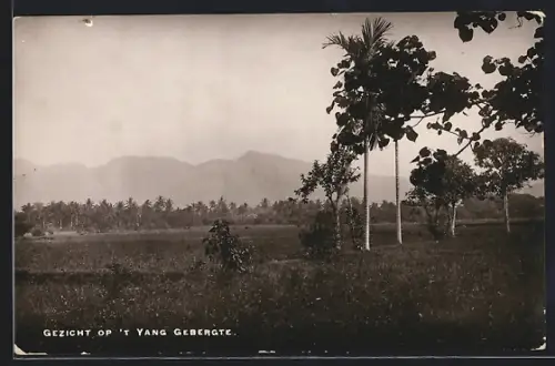 AK Yang Gebergte, Gezicht