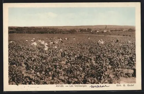 AK Avize, Les Vendanges