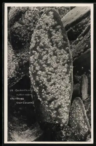 AK Cochinilla en cultivo sobre chumberas Grand Canaria