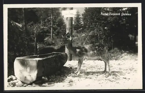 AK Goldau, Natur-Tierpark Goldau, Reh an der Tränke