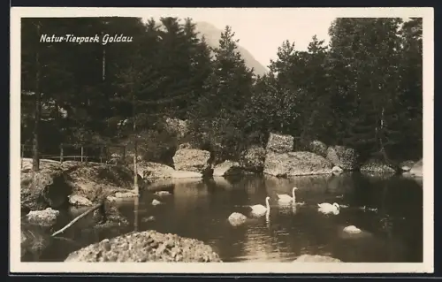 AK Goldau, Natur-Tierpark Goldau, Schwäne auf kleinem See