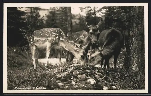 AK Goldau, Natur-Tierpark Goldau, Rehe beim Äsen