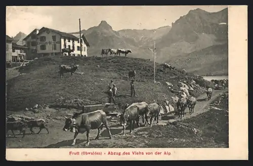 AK Melchthal Frutt, Abzug des Viehs von der Alp