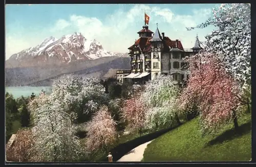 AK Weggis, Hotel Alpenblick mit Pilatus während der Baumblüte
