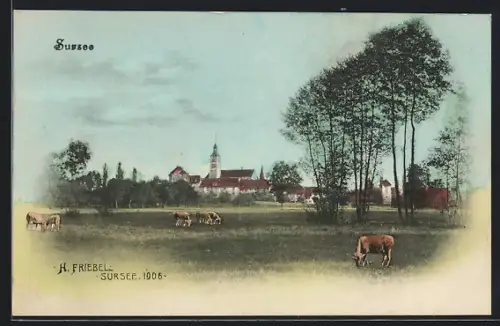 AK Sursee, Blick zur Kirche, Kühe auf der Weide