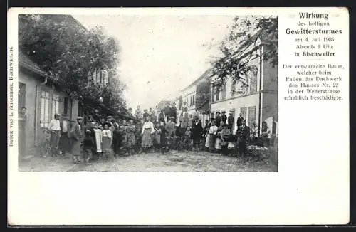 AK Bischweller, Gewittersturm 1905, Entwurzelter Baum der das Haus Nr. 22 in der Weberstrasse beschädigte