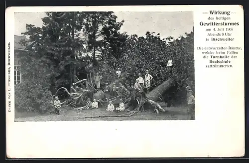 AK Bischweller, Gewittersturm 1905, Entwurzelte Bäume, welche die Turnhalle der Realschule zertrümmerten