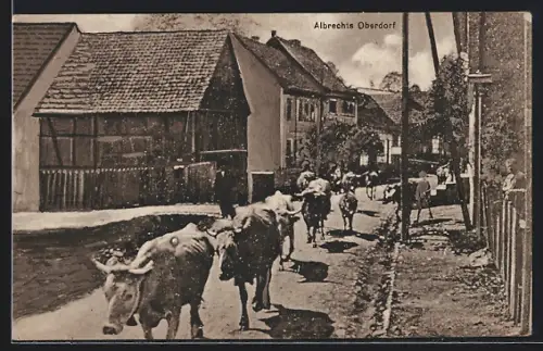 AK Albrechts bei Suhl, Kühe im Oberdorf