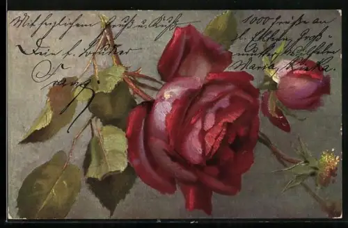 Künstler-AK Theo Stroefer Serie Nr. 917: Rote Rose in voller Blüte