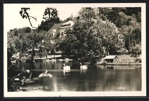 AK Weisskirchen /O. Oe., Uferpartie mit Schwänen