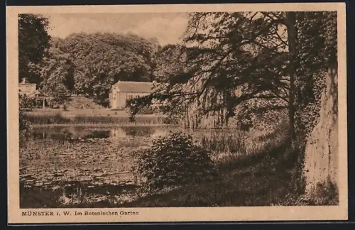 AK Münster i. W., Im Botanischen Garten