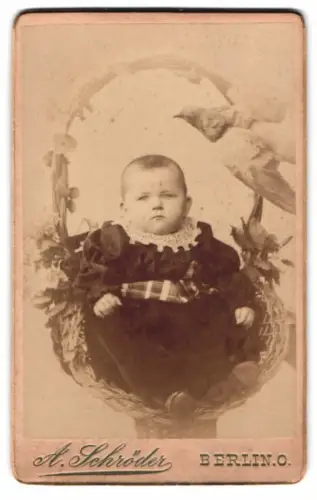 Fotografie A. Schröder, Berlin, Gr. Frankfurterstr. 117, Kind im Weiden-Blumenkorb mit Taube