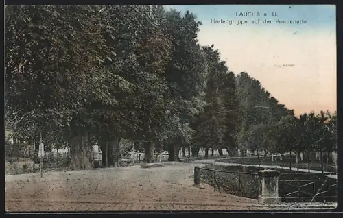 AK Laucha a. U., Lindengruppe auf der Promenade