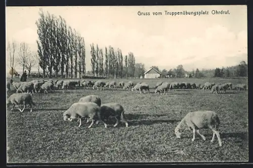 AK Ohrdruf, Truppenübungsplatz, Schafherde auf der Weide